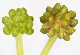   Infructescence:   Ficaria verna ; Photo by M. Storey, BioImages
